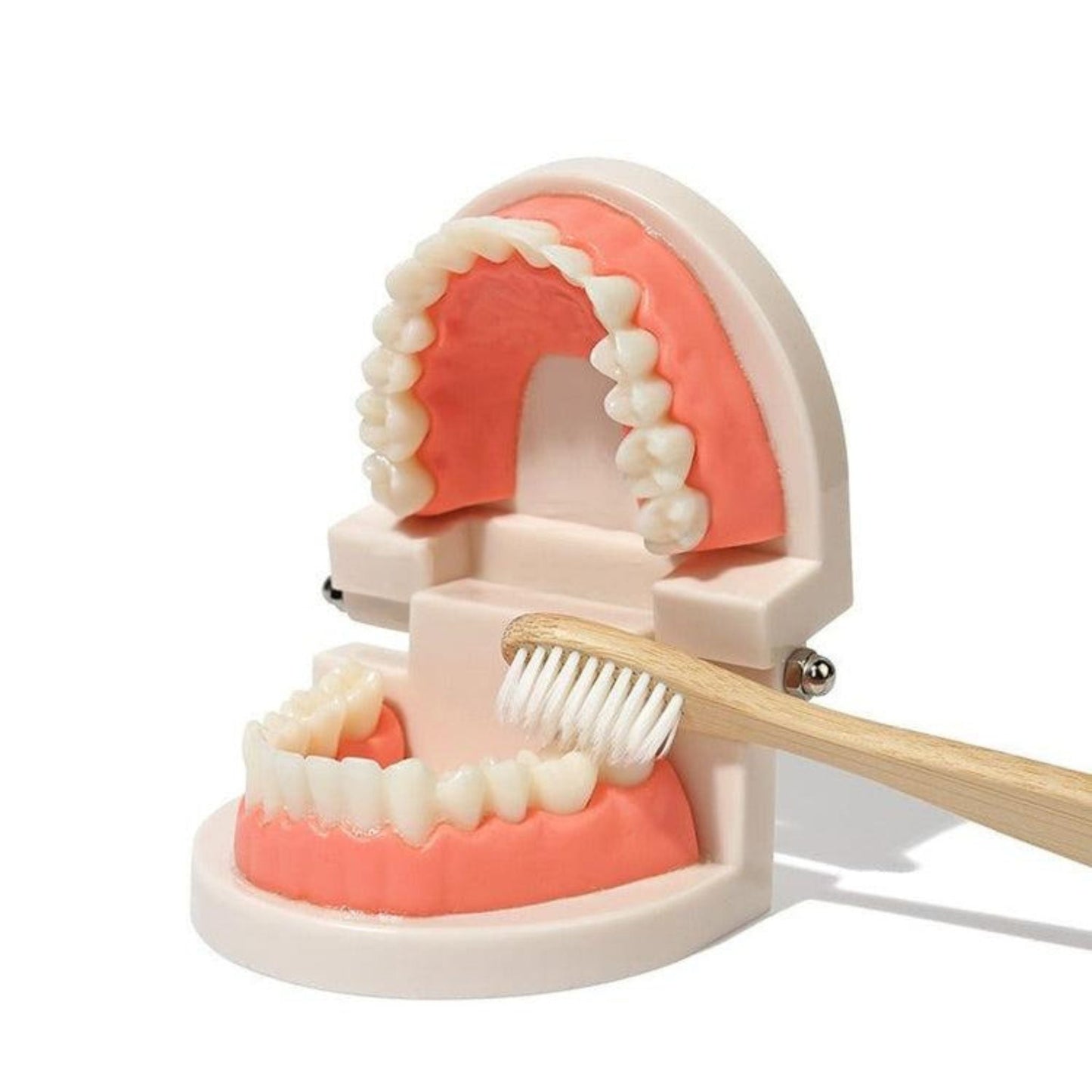 Montessori Brushing Teeth
