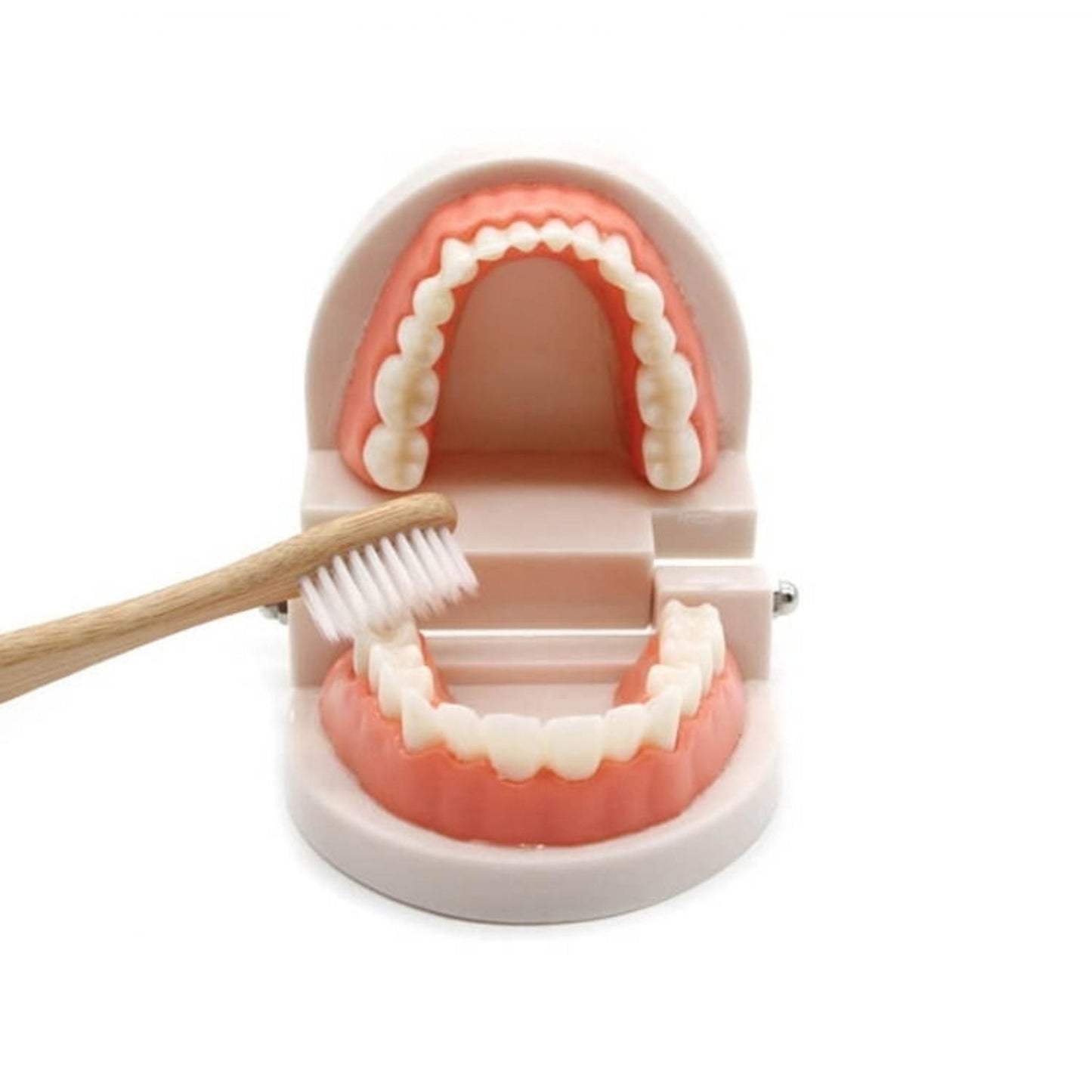 Montessori Brushing Teeth