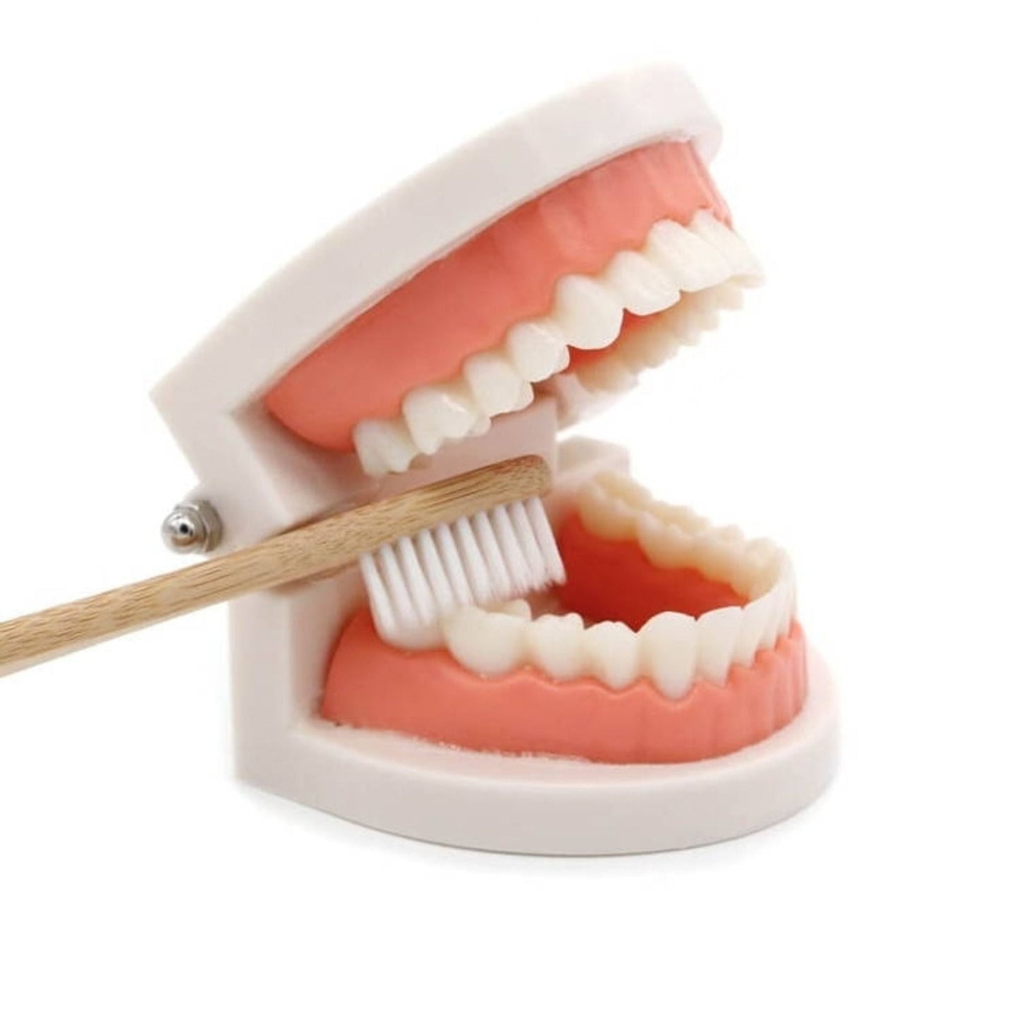 Montessori Brushing Teeth